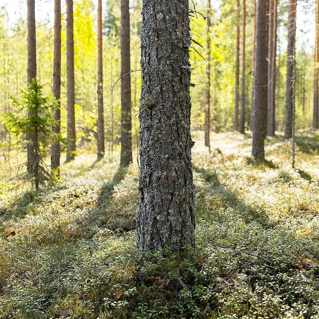 Hasa_ymparisto_puu_94_1080x1080